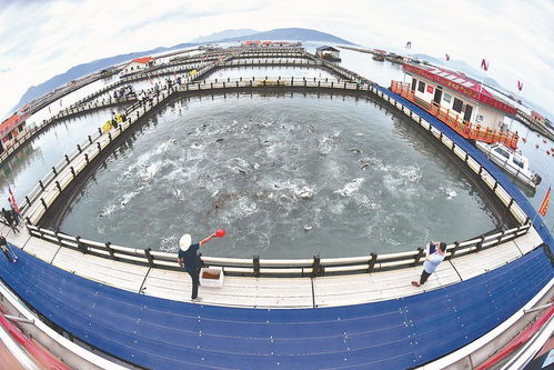 海清魚躍喜豐收 海水養(yǎng)殖技術研發(fā)的突破與前景