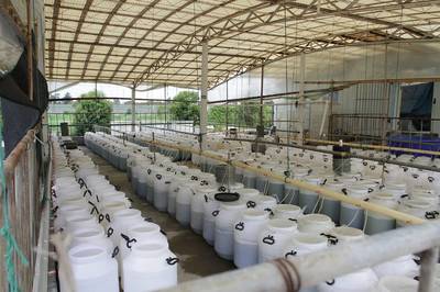 單體牡蠣海水養(yǎng)殖技術研發(fā)探析