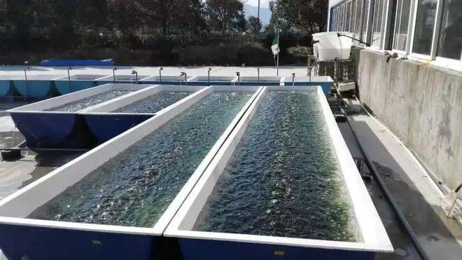 春日海味正當時 象山海水養殖技術研發引領鮮味新篇章