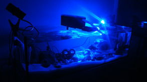 三湖慈鯛養(yǎng)殖中海水技術(shù)的應(yīng)用與過濾系統(tǒng)優(yōu)化探討