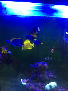 昌平北七家海水魚友出養(yǎng)定老魚，限同城打包自提，共探海水養(yǎng)殖技術(shù)交流