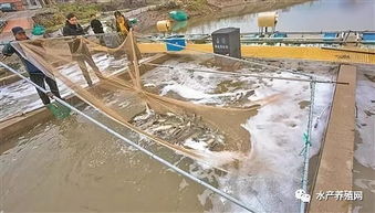 海水池塘內(nèi)循環(huán)養(yǎng)殖技術(shù) 經(jīng)濟(jì)與生態(tài)效益雙豐收的創(chuàng)新之路